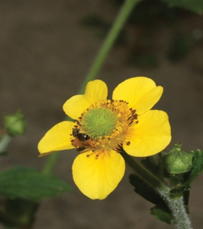 Geum sunhangii