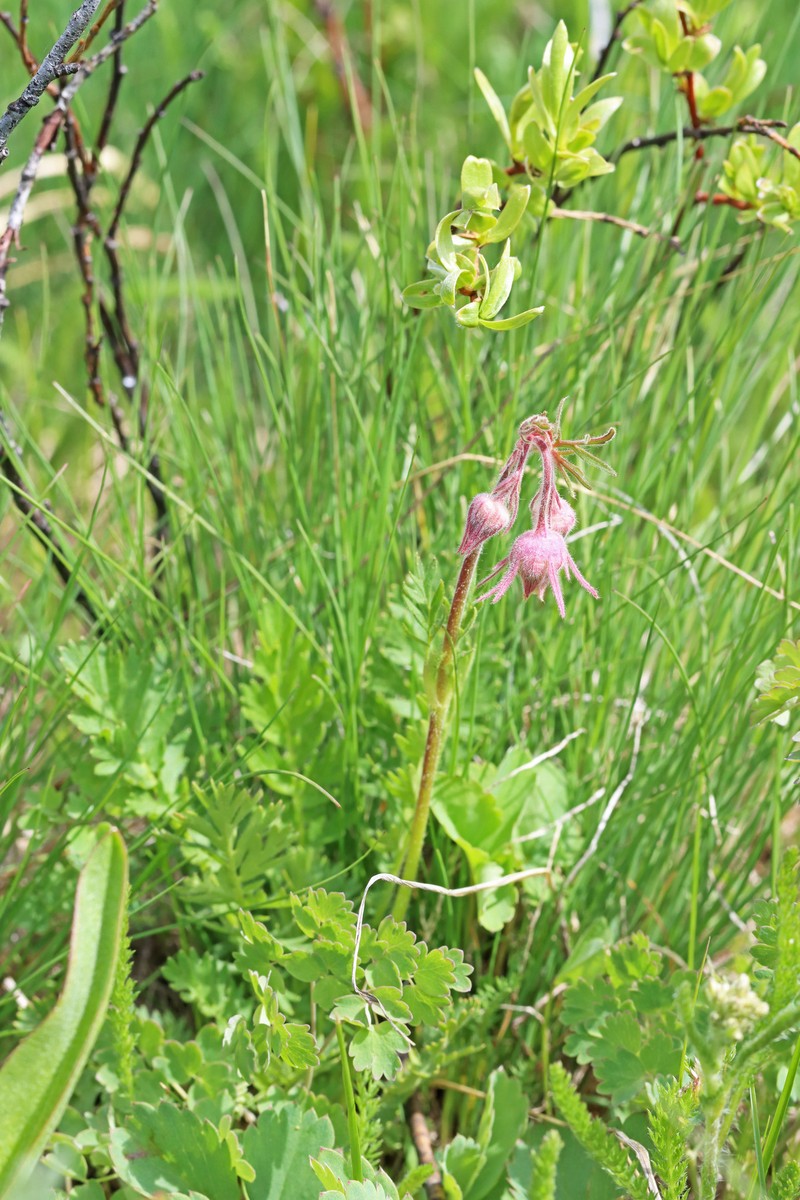 Geum triflorum var. ciliatum