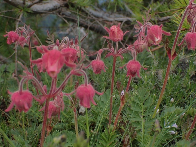 Geum triflorum var. ciliatum photo 2