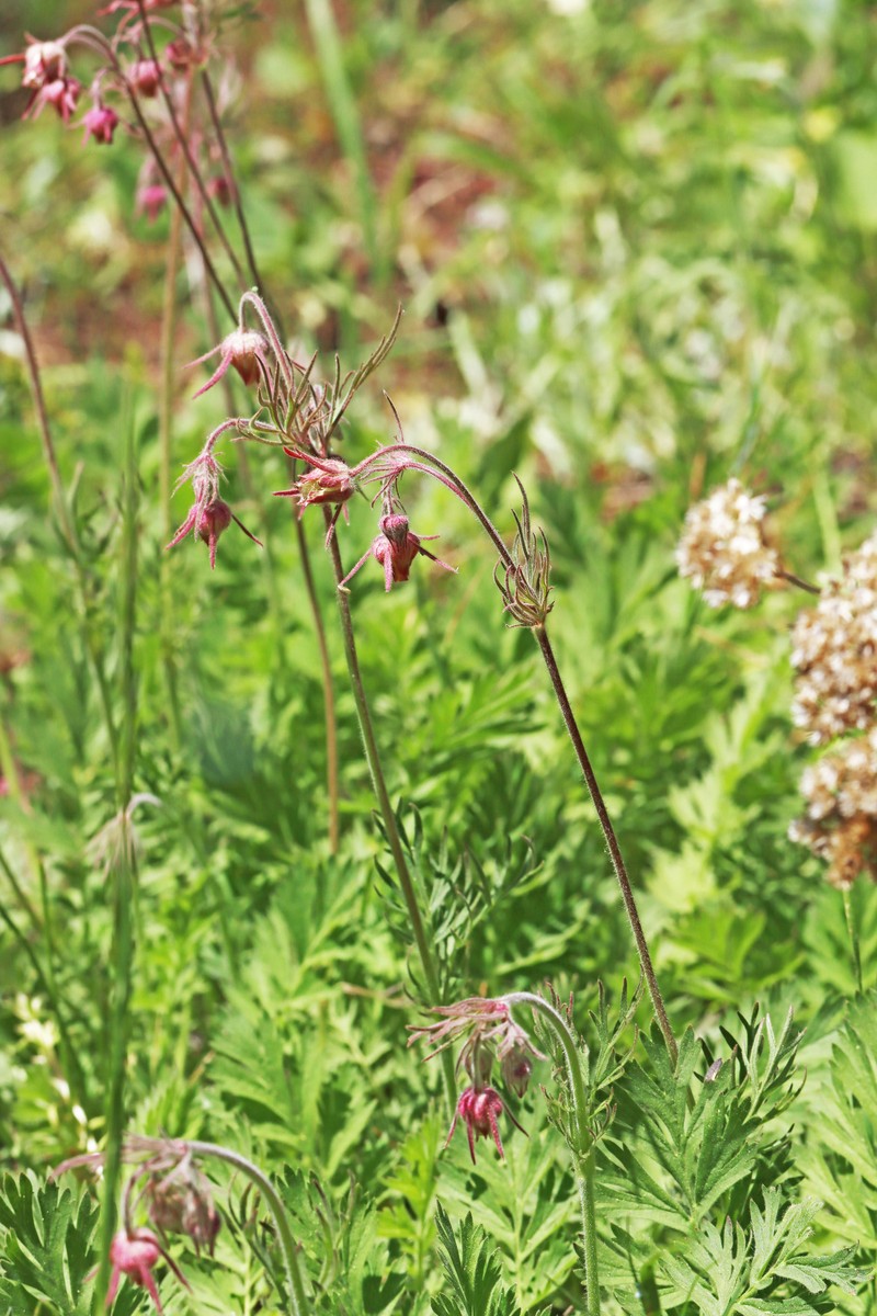 Geum triflorum var. ciliatum photo 3