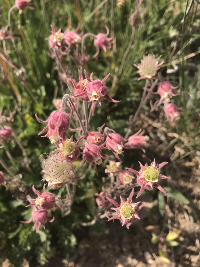 Geum triflorum var. ciliatum photo 4