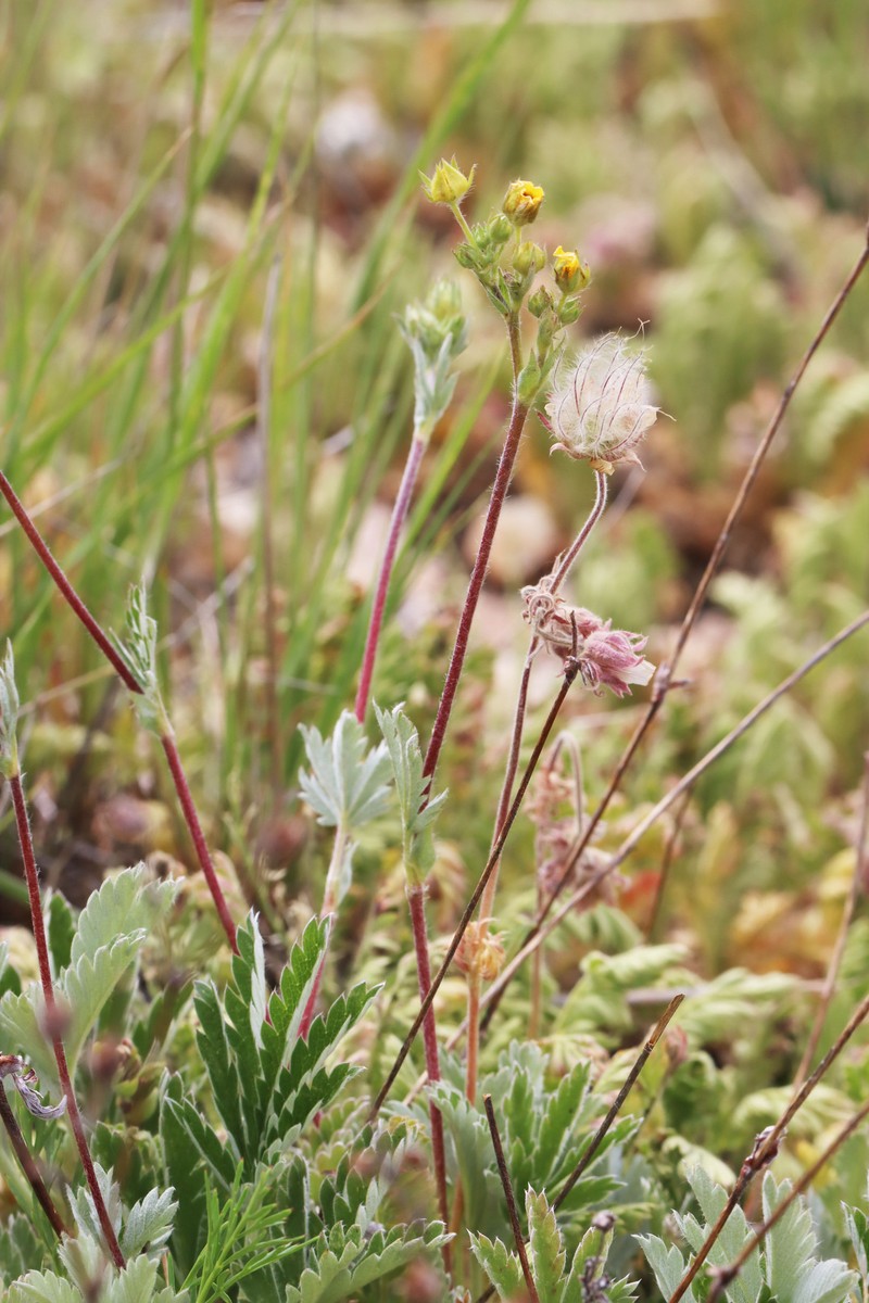 Geum triflorum var. ciliatum photo 5