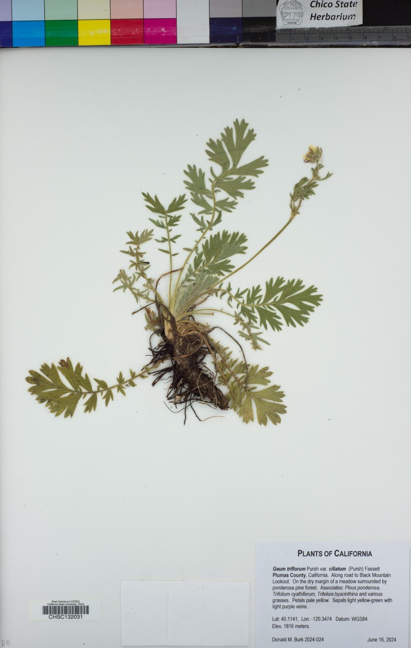 Geum triflorum var. ciliatum photo 6