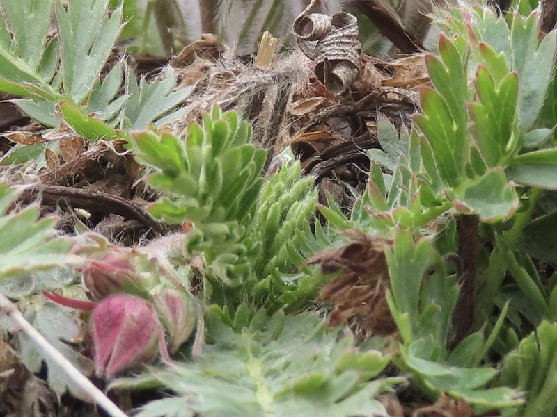 Geum triflorum var. triflorum