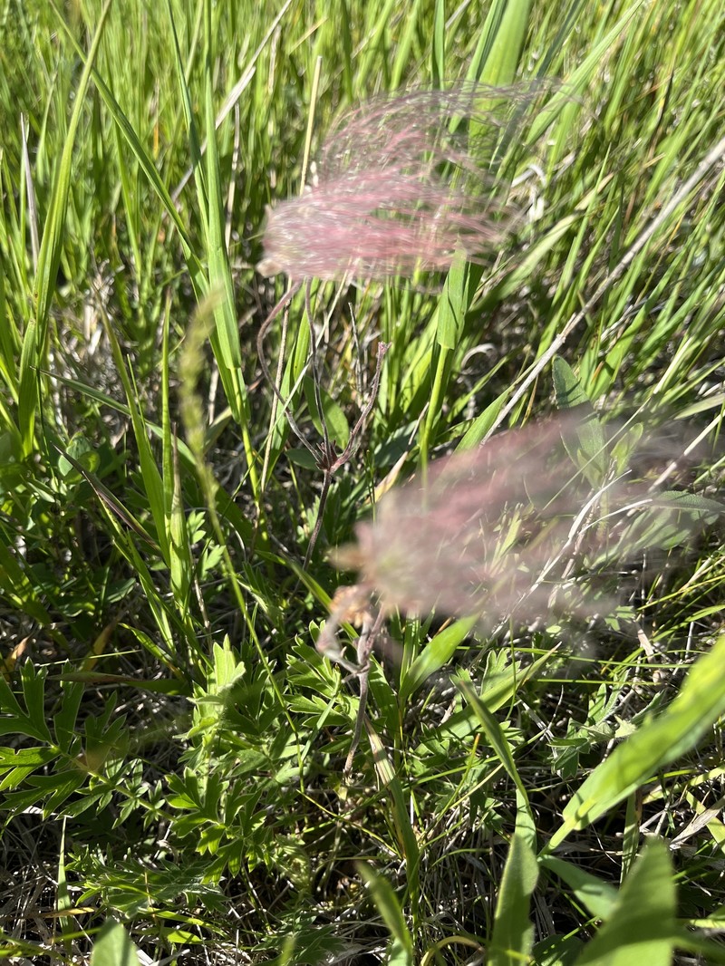 Geum triflorum var. triflorum photo 2
