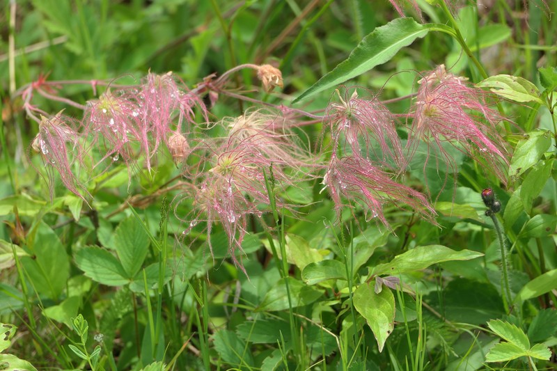 Geum triflorum var. triflorum photo 3