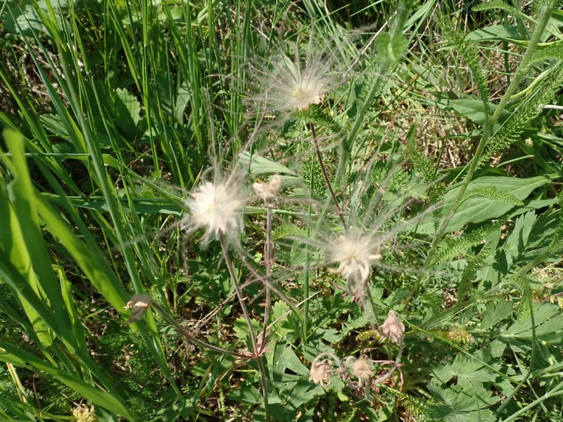 Geum triflorum var. triflorum photo 4
