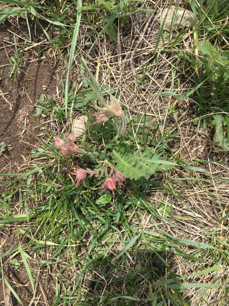 Geum triflorum var. triflorum photo 5