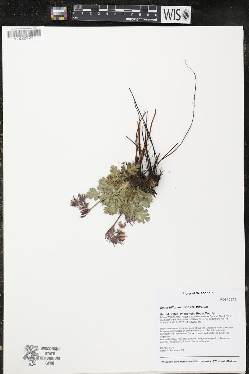 Geum triflorum var. triflorum photo 6