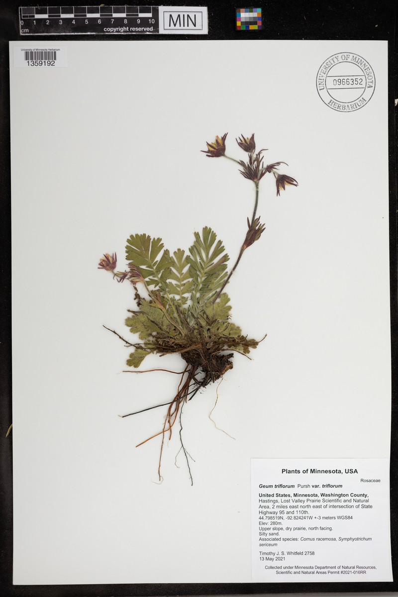 Geum triflorum var. triflorum photo 8