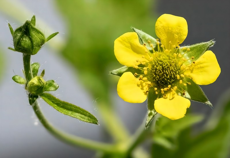 Herb Bennet photo 2