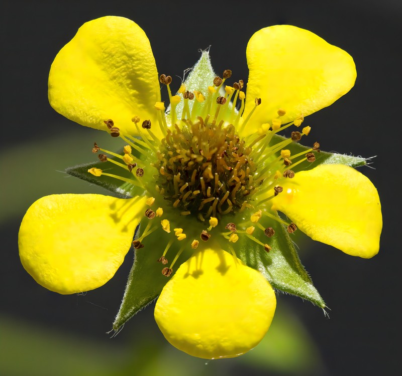 Herb Bennet photo 3