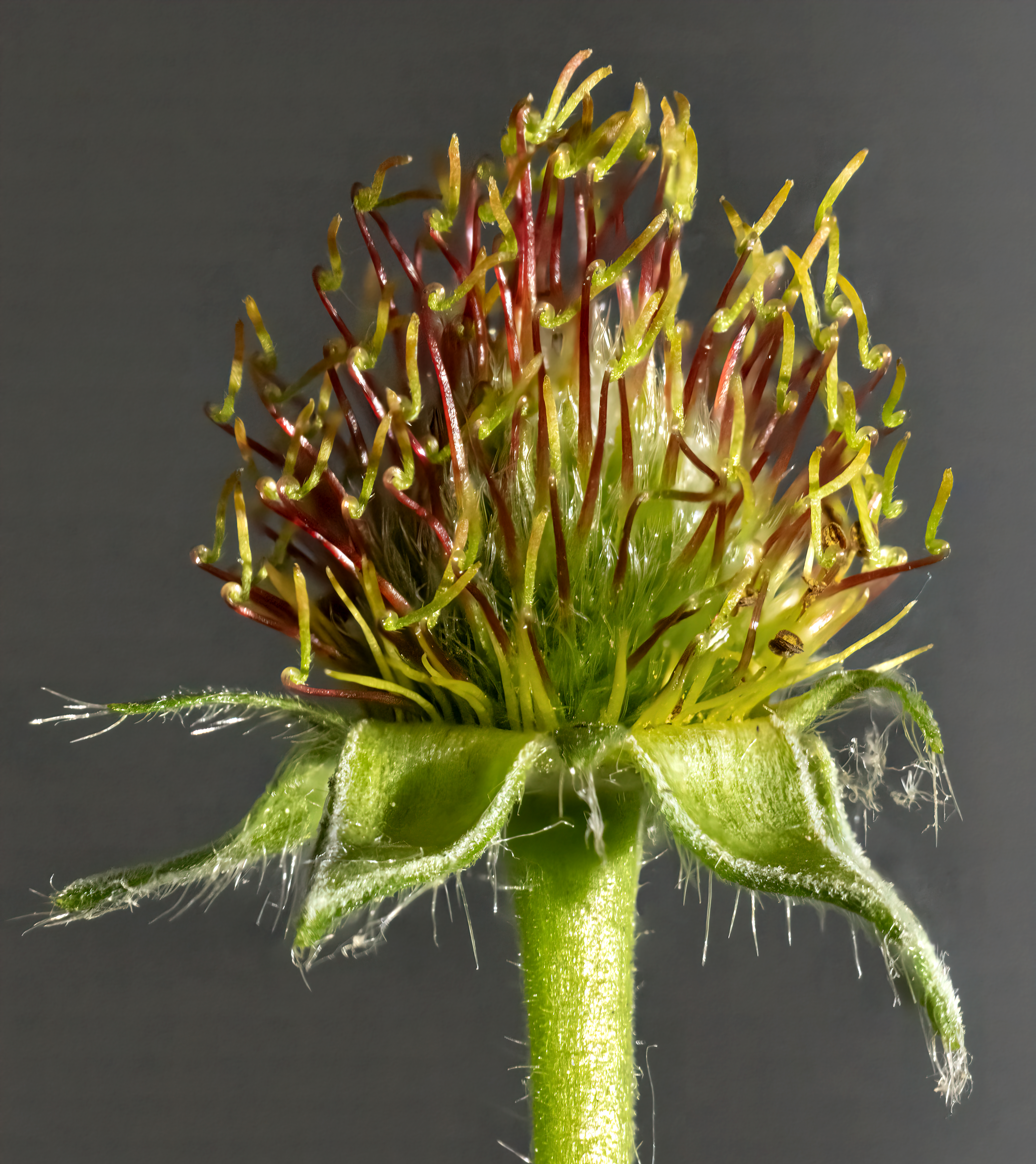 Herb Bennet photo 4