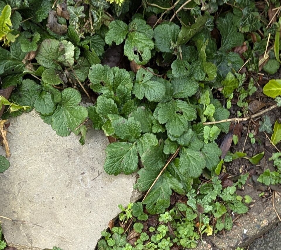Herb Bennet photo 6