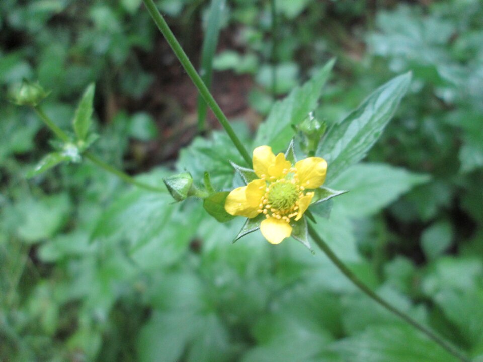 Herb Bennet photo 7
