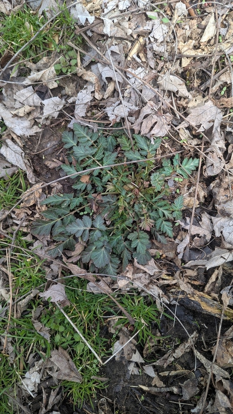 Spring Avens