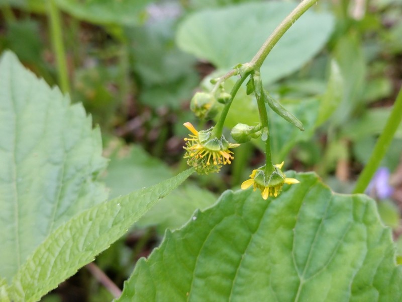 Spring Avens photo 2