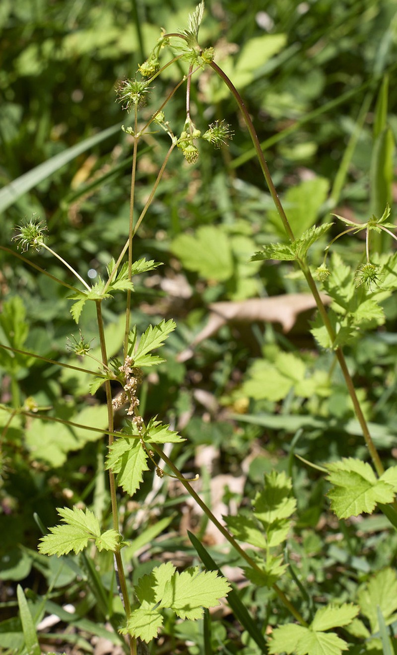 Spring Avens photo 3