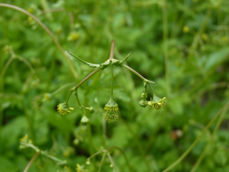 Spring Avens photo 4