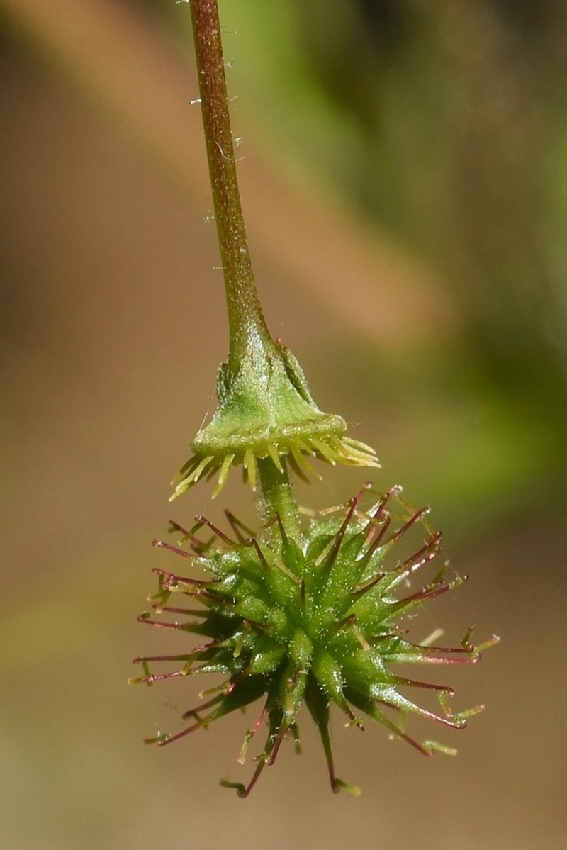 Spring Avens photo 5