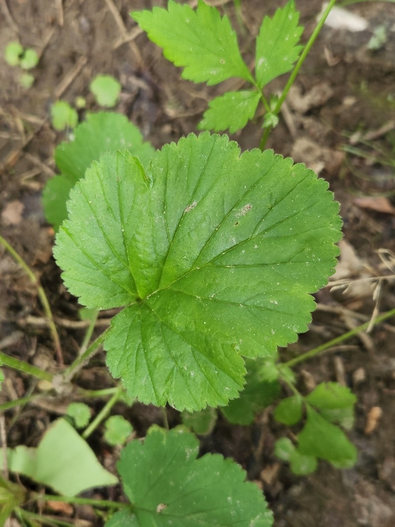 Spring Avens photo 6