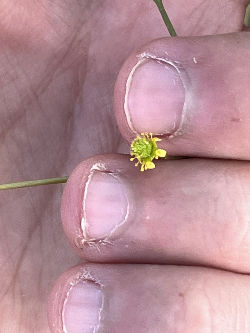 Spring Avens photo 7
