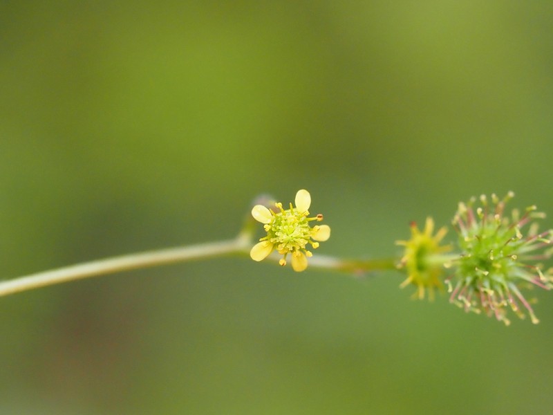 Spring Avens photo 8