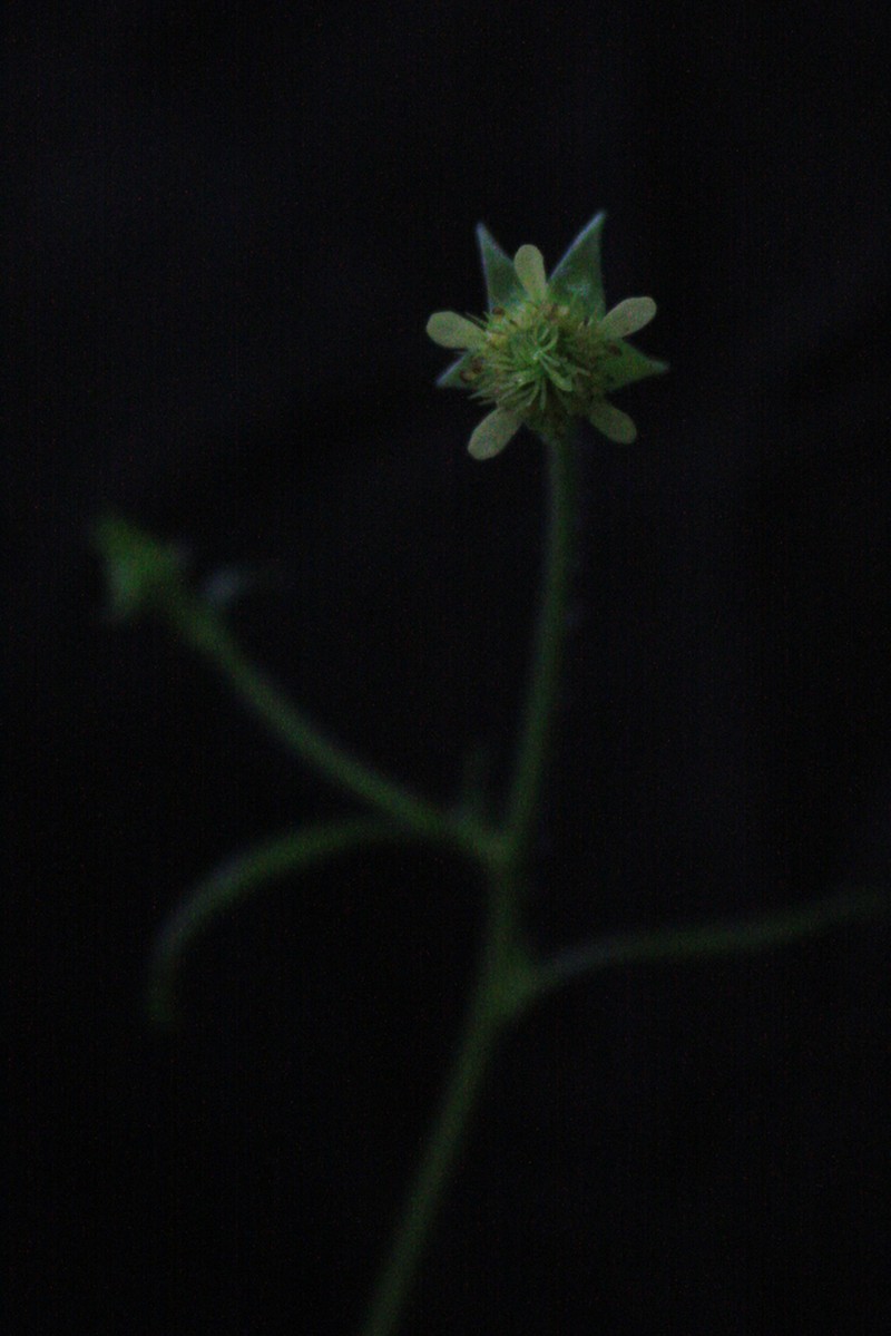 Cream Avens photo 6