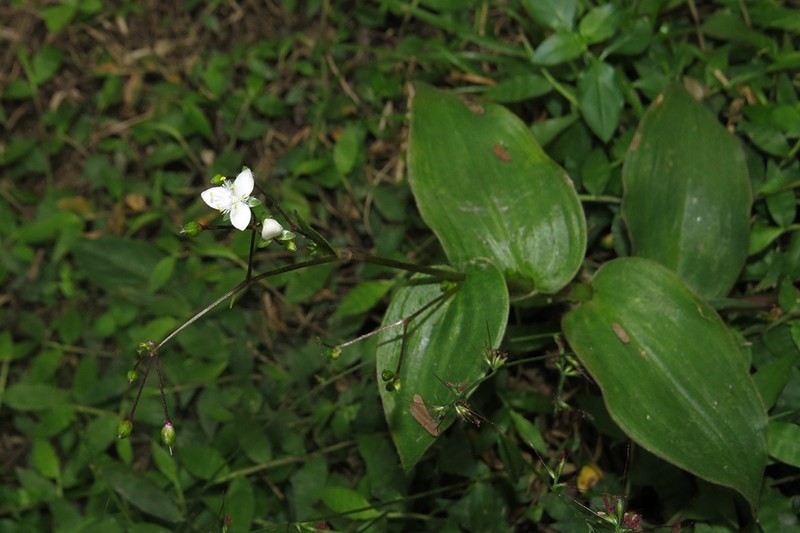 Tahitian Bridalveil photo 3