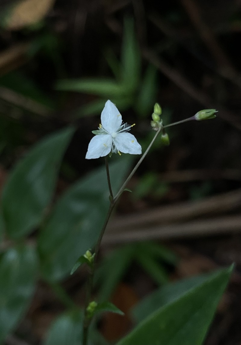 Tahitian Bridalveil photo 5