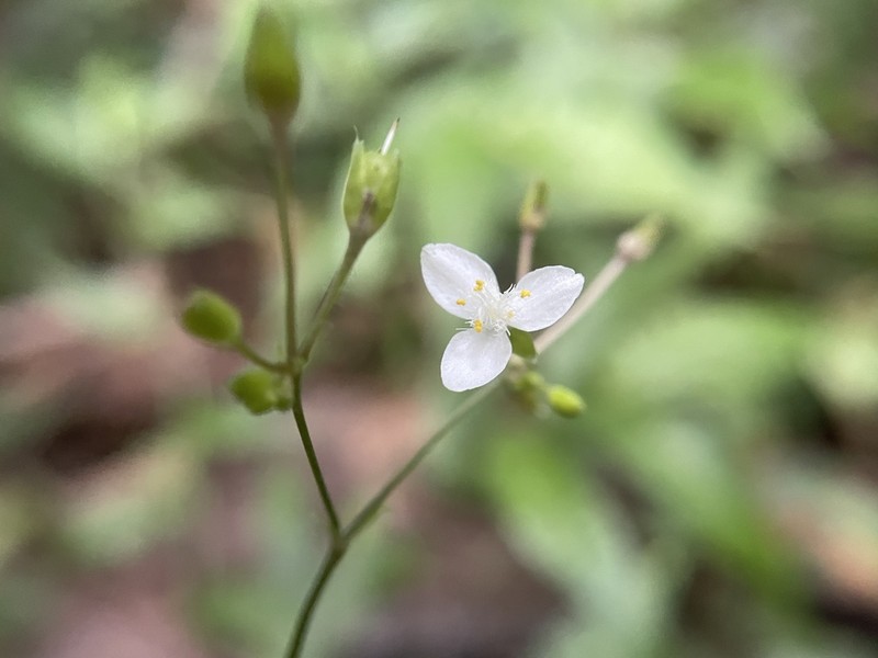 Tahitian Bridalveil photo 6