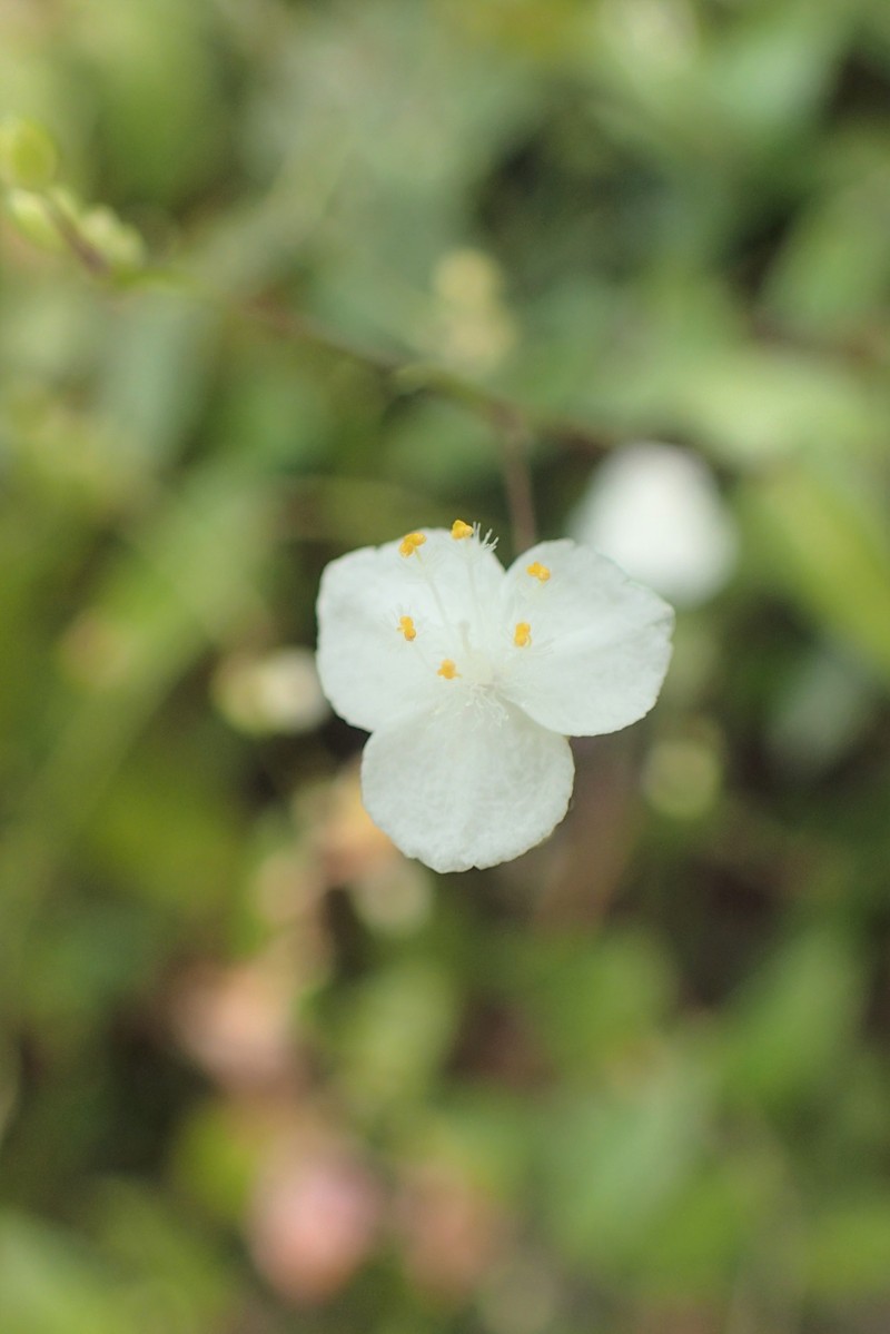 Dotted Bridalveil photo 7