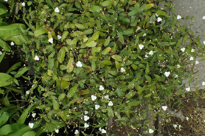Dotted Bridalveil photo 3