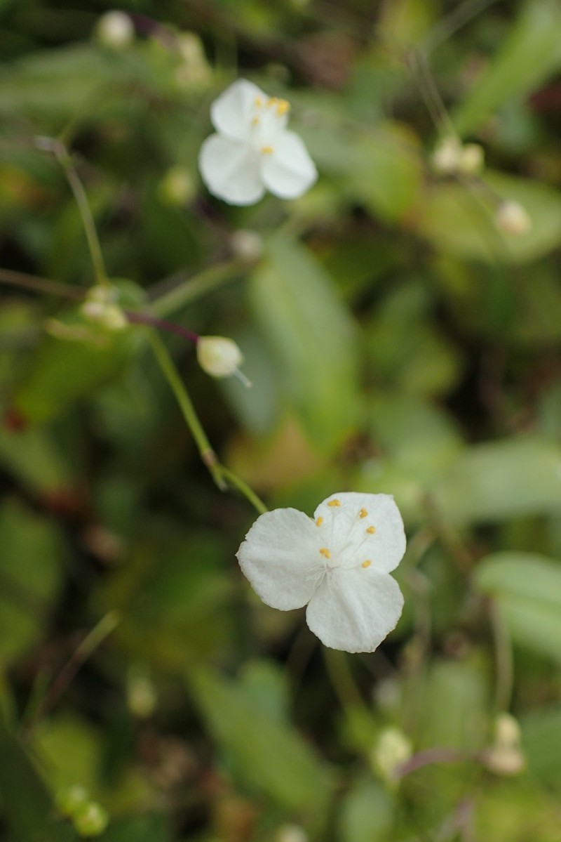 Dotted Bridalveil photo 4