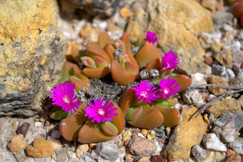 Gibbaeum ihlenfeldtii