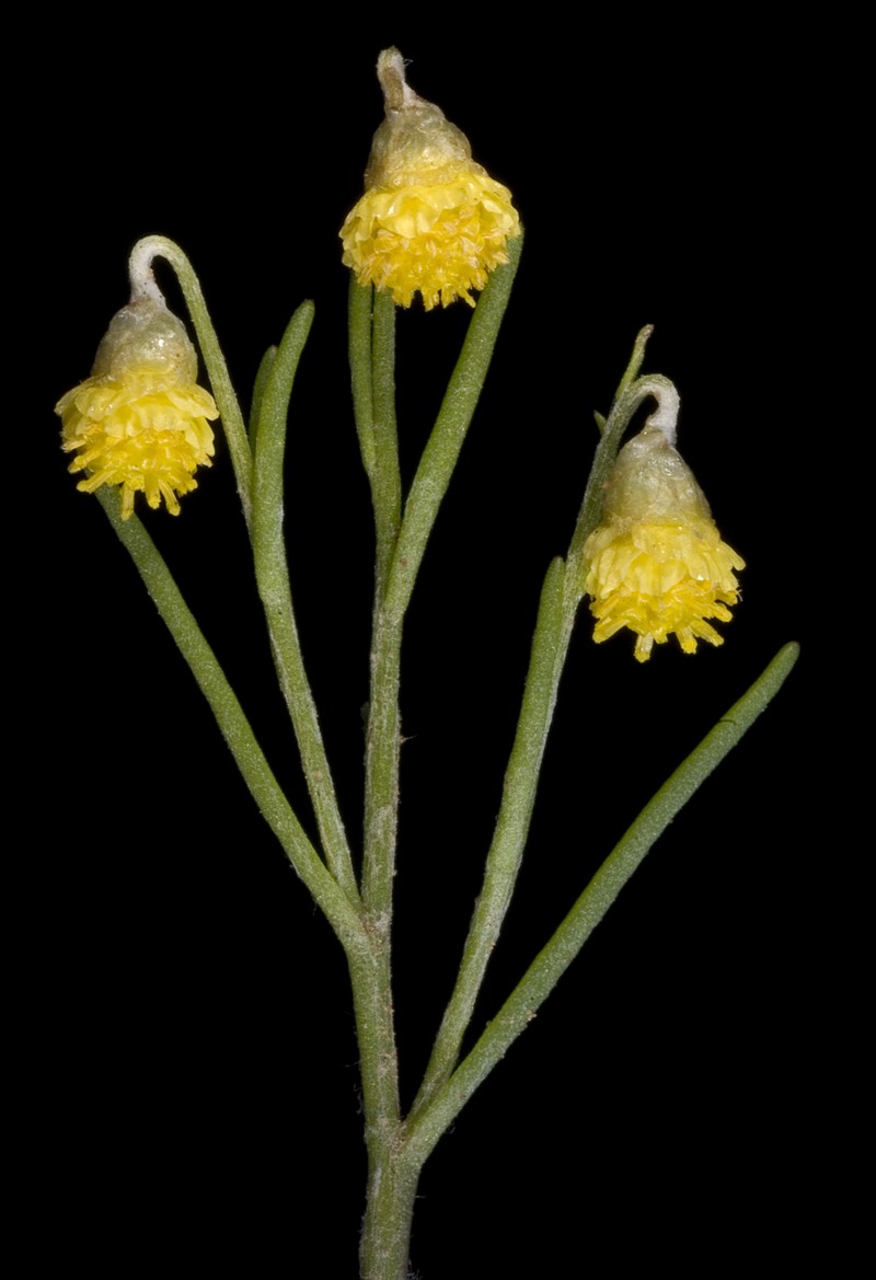 Gilberta tenuifolia
