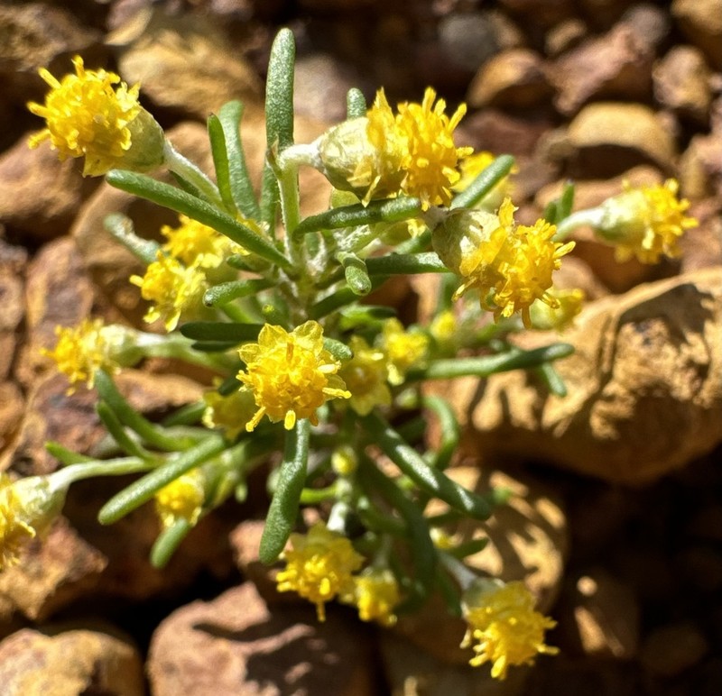 Gilberta tenuifolia photo 2