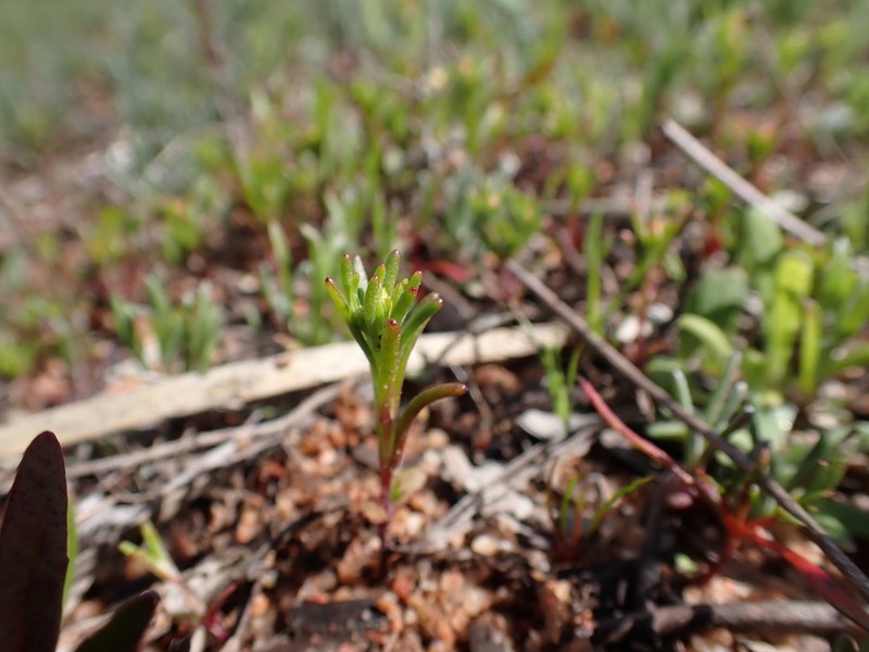 Gilberta tenuifolia photo 3