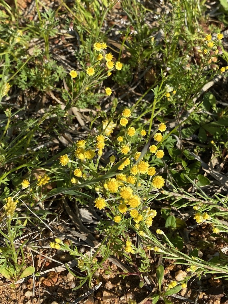 Gilberta tenuifolia photo 4