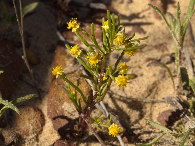 Gilberta tenuifolia photo 5
