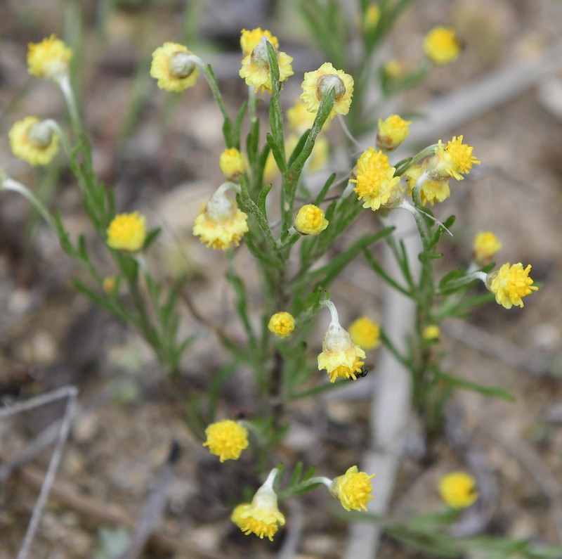 Gilberta tenuifolia photo 6