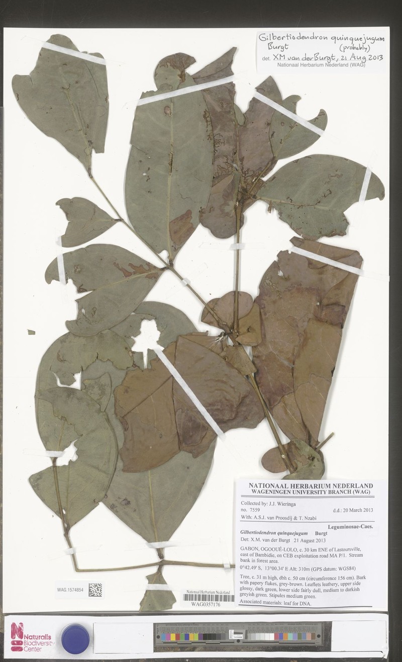 Gilbertiodendron breteleri