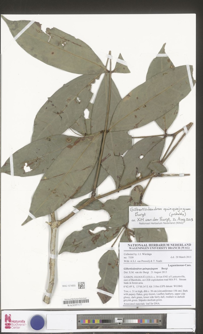 Gilbertiodendron breteleri photo 2