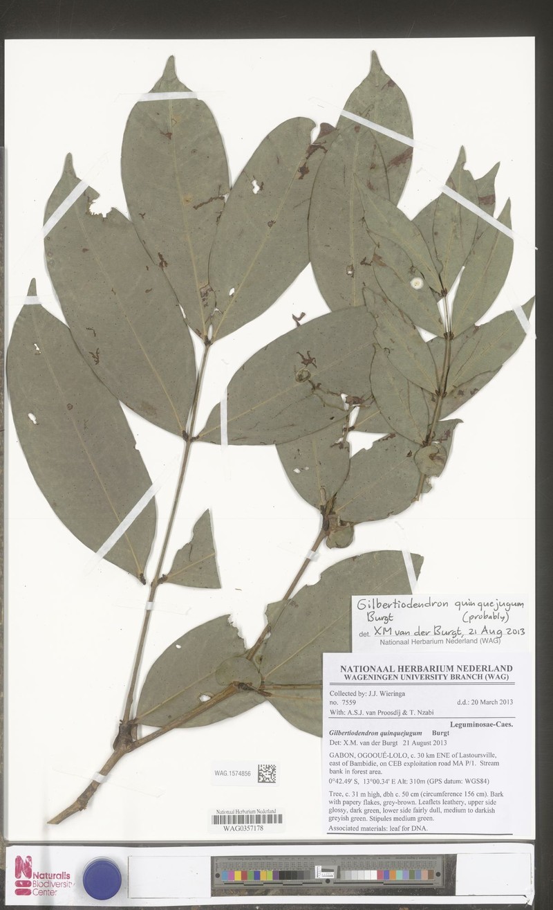 Gilbertiodendron breteleri photo 3