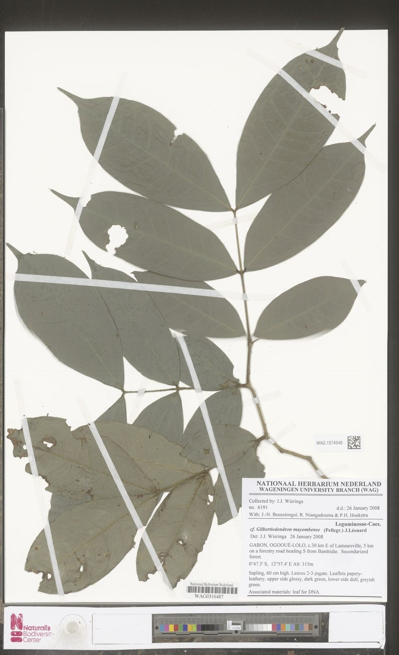 Gilbertiodendron breteleri photo 4