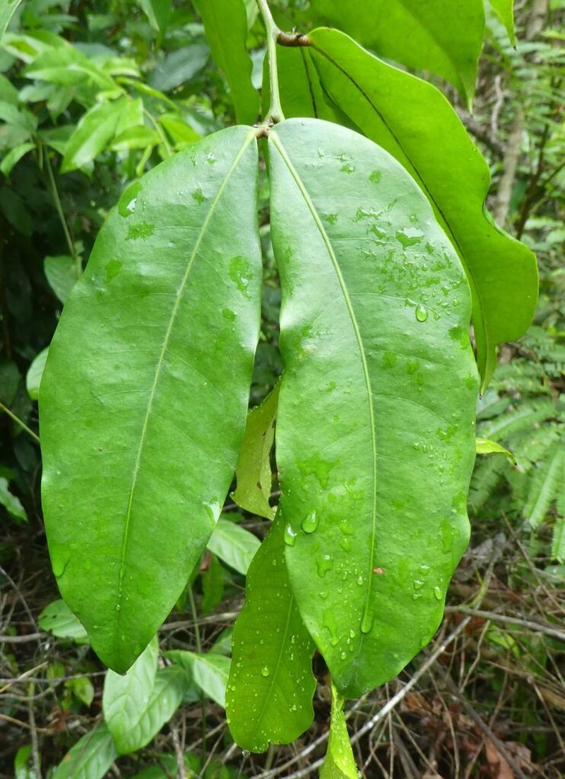 Gilbertiodendron diphyllum photo 2