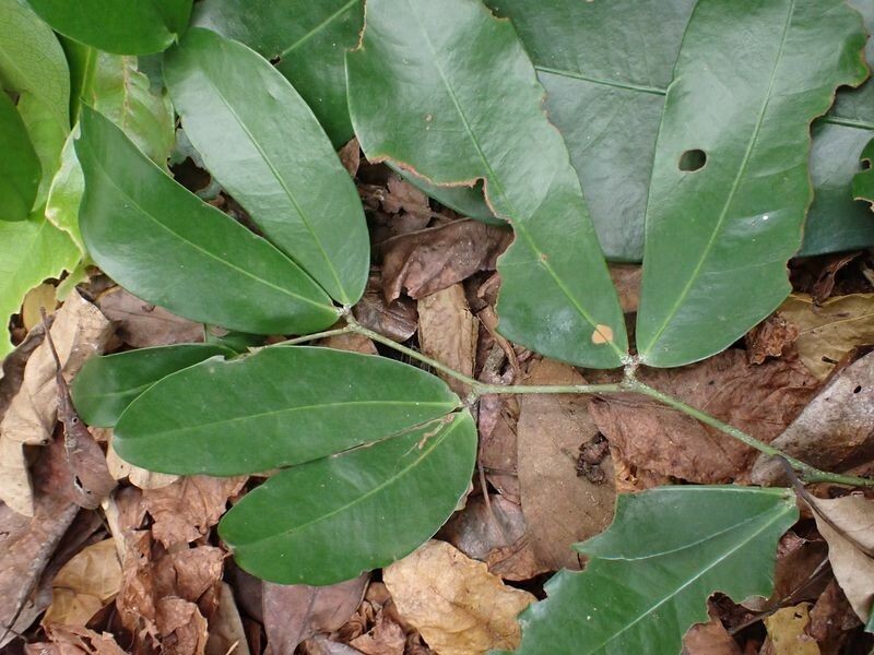 Gilbertiodendron diphyllum photo 3
