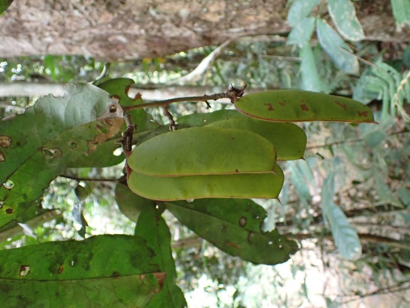 Gilbertiodendron diphyllum photo 4