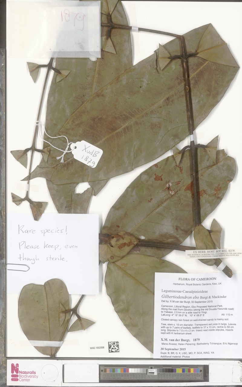 Gilbertiodendron ebo
