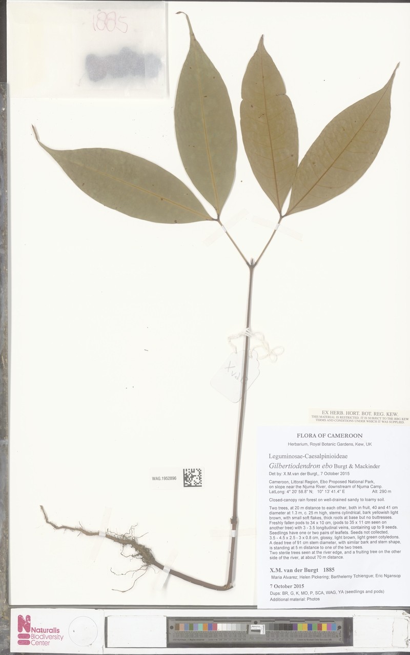 Gilbertiodendron ebo photo 2
